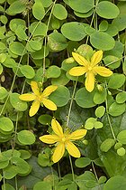 Round-leaved St John's-wort (Hypericum nummularium), flowers