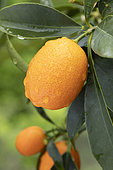 Kumquat (Fortunella margarita), fruit