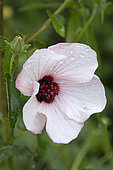 Spearleaf Swampmallow (Pavonia hastata), flower