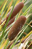 Graceful cattail (Typha laxmannii), spike