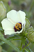 Bladder ketmia (Hibiscus trionum), flower