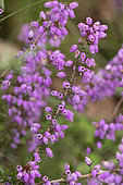 Bell heather (Erica cinerea), flowers