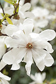 Loebner Magnolia (Magnolia x loebneri), flowers