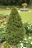 Common yew (Taxus baccata) in topiary in a flower bed