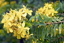Canary Island St. John's-wort (Hypericum canariense), flowers