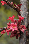 Dwarf kurrajong (Brachychiton bidwillii), flowers
