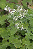 Peppermint pelargonium (Pelargonium tomentosum), flowers