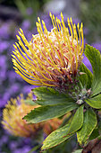 Mossel Bay Pincushion (Leucospermum praecox), flower