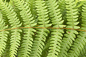 Mountain fern (Oreopteris limbosperma), leaves