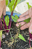 Sow beans between beet, in a window box.