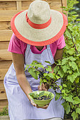 Woman harvesting blackcurrants 'Andega'