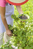 Harvesting 'Andega' blackcurrants