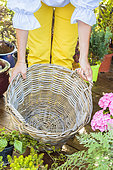 Step-by-step planting of a planter in a wicker basket.