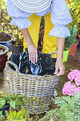 Step-by-step planting of a planter in a wicker basket. The wicker is protected by a plastic lining.