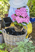 Step-by-step planting of a window box in a wicker basket. Planting a hydrangea.
