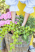 Step-by-step planting of a planter in a wicker basket. Planting a hanging plant.