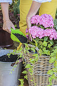 Step-by-step planting of a planter in a wicker basket. Filling in the gaps with potting soil.