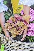 Step-by-step planting of a window box in a wicker basket. Planting a heuchera.