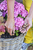 Step-by-step planting of a window box in a wicker basket. Planting spring bulbs (snowdrops).