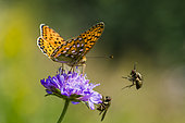 Arrival, landing of a fly in flight on a Scabious flower with a foraging butterfly: Dark Green Fritillary (Speyeria aglaja), towards the Rainkopf, Vosges, France