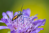 Flower longhorn beetle (Stenurella melanura) on Scabieuse, near the Rainkopf, Vosges, France