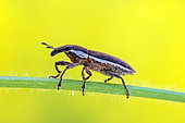 Weevil (Lixus ochraceus) on a stem in a garden, Lorraine, France
