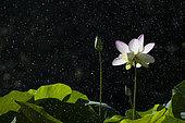 Sacred Lotus or Oriental Lotus (Nelumbo nucifera) flower in the rain, Jardin des Plantes, Muséum National d'Histoire Naturelle, Paris, France