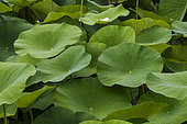 Sacred Lotus or Oriental Lotus (Nelumbo nucifera) leaves, Jardin des Plantes, Muséum National d'Histoire Naturelle, Paris, France