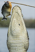 Baited Spectacled caiman, white or common caiman, (Caiman crocodilus), on the surface. Pantanal, Mato Grosso, Brazil