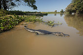 Caïman à lunettes (Caiman crocodilus), en surface. Pantanal, Mato Grosso, Brésil