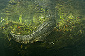 Spectacled caiman, white or common caiman, (caiman crocodilus), swimming away underwater. Pantanal, Mato Grosso, Brazil