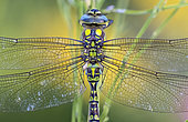 Azure hawker (Aeshna cyanea), Lorraine, France