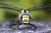 Portrait of Azure hawker (Aeshna cyanea), Lorraine, France