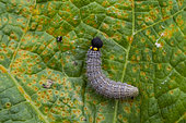 Caterpillar of Mallow Skipper (Carcharodus alceae) on hollyhock spotted with rust (orange fungus), Lorraine, France