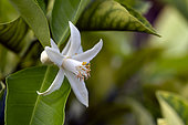Sweet lime flower (Citrus limetiodes), Jardin botanique Jean-Marie Pelt, Nancy, Lorraine, France