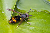 Asian predatory Hornet (Vespa velutina) drinking from a leaf, Jardin des plantes in front of the Muséum national d'histoire naturelle, Paris, France