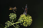 Asian or Yellow-legged Hornet (Vespa velutina), in-flight attack a Red admiral butterfly, on climbing ivy, Jean-Marie Pelt Botanical Garden, Nancy, Lorraine, France