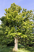 American Linden, Tilia americana, tree
