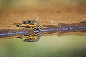 Cinnamon breasted Bunting (Fringillaria tahapisi) drinking in waterhole with reflection in Kruger National park, South Africa