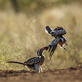 Fight of Southern Red billed Hornbill (Tockus rufirostris) in Kruger National park, South Africa