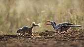 Southern red-billed hornbill (Tockus rufirostris) chasing Smith bush squirrel (Paraxerus cepapi) on ground in Kruger National park, South Africa