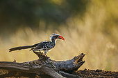 Southern Red billed Hornbill (Tockus rufirostris) standing on a log at dawn in Kruger National park, South Africa