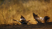 Deux Calaos d'Afrique du Sud (Tockus rufirostris) se toilettant dans le sable à l'aube dans le parc national Kruger, Afrique du Sud.