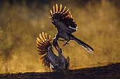 Two Southern Red billed Hornbill (Tockus rufirostris) fighting at dawn in Kruger National park, South Africa