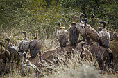 White backed Vulture (Gyps africanus) scavenging on dead elephant carcass in Kruger National park, South Africa