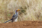 Southern yellow billed hornbill (Tockus leucomelas) in Kruger National park, South Africa