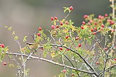 Common Chiffchaf (Phylloscopus collybita) in a sweatbriar, Spain