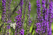 Old World Swallowtail (Papilio machaon) on Purple loosestrife (Lythrum salicaria), Jardin des plantes in front of the Muséum national d'histoire naturelle, Paris, France