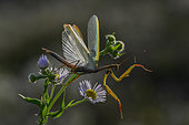 Male praying mantis (Mantis religiosa) jumping with open wings, Lorraine, France