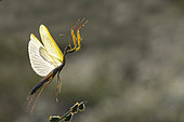 Male praying mantis (Mantis religiosa) taking flight, Bouxières aux Dames plateau, Lorraine, France